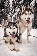 Magical Pond Nature Igloos