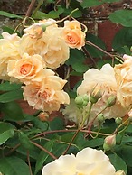 The Room in the Garden