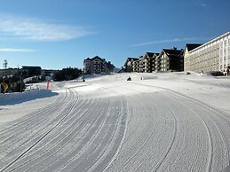 5 Br: Black Bear Crossing #4