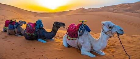 Desert Heart Luxury Camp