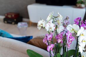 P&O Apartments Tamka 4