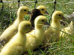 Mohaka River Farm - Campsite