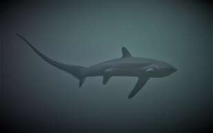 The Sharks Tail Dive Resort