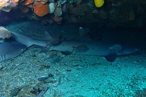 The Sharks Tail Dive Resort