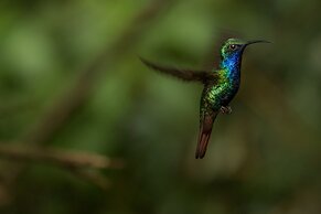 El Dorado Nature Reserve