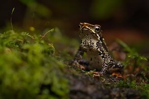 El Dorado Nature Reserve