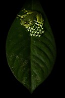 El Dorado Nature Reserve