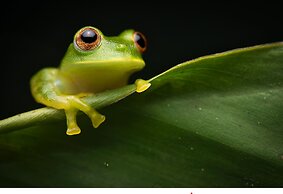 El Dorado Nature Reserve