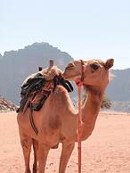 Rashed Awwad Camp With Tour