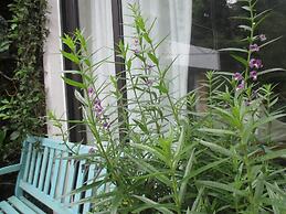 U Lesa Retreat Nha Ben Rung