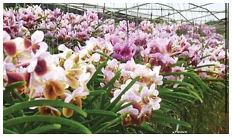 Windmill By Annette Soon