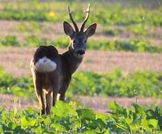 Netherton Farm Lodge