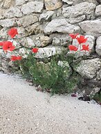 Un Figuier Dans Notre Jardin