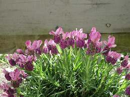 Un Figuier Dans Notre Jardin