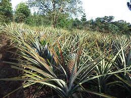Brownstone Country Home Lira Uganda