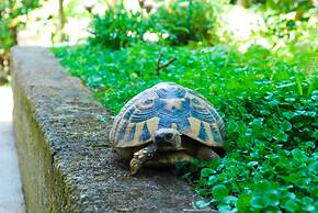 Apartments Tea Kotor