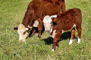 Lilyview Cottage - Robertson