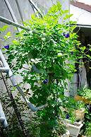 Thu Huynh Homestay - Hostel