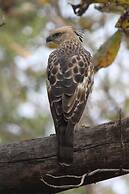 Nature's Sprout Wildmark Kanha Resort