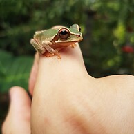 T.R.E.E.S Research Center and Eco Lodge