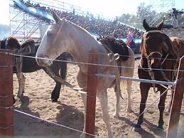 Hostel Joven Casa Reggae