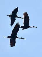 Lochinvar Safari Lodge