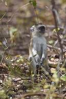 Lochinvar Safari Lodge