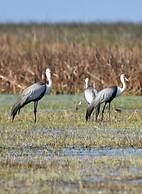 Lochinvar Safari Lodge