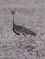 Lochinvar Safari Lodge