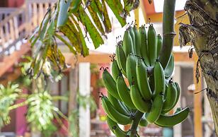 Suítes Las Flores Maresias