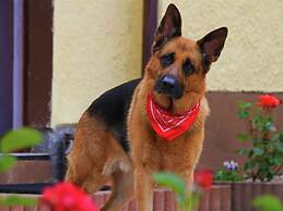 Holiday Home in ski Area in Leogang With Sauna