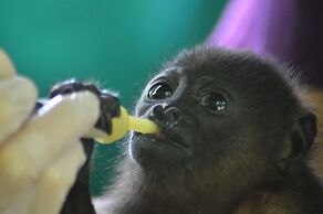 Jungle Lodge at Wild Sun Rescue