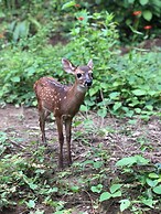 Jungle Lodge at Wild Sun Rescue