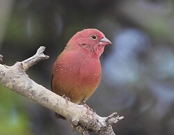 Sunbirds Chobe Hotel