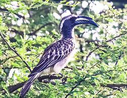 Sunbirds Chobe Hotel