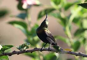 Sunbirds Chobe Hotel