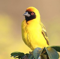 Sunbirds Chobe Hotel