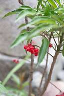 Kanade Matsubaragokomachi Momijitei