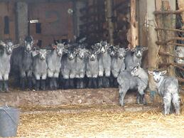 Vumba - The Gorongosa Suite