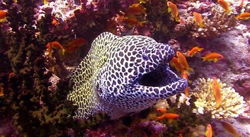 Charming Holiday Lodge