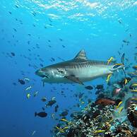 Charming Holiday Lodge