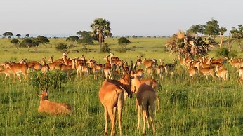 Tangi Safaris Lodge