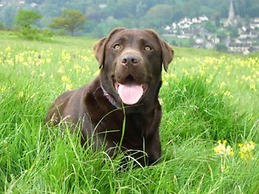 Cotswolds Valleys Accommodation Springfl