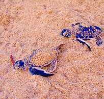 Ashansa Lagoon Resort