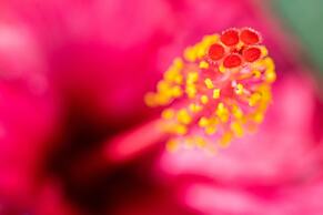 Residencial El Llano