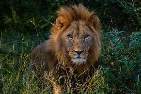 Little Africa Safari Lodge