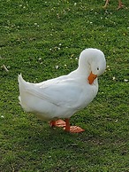 Country Aire Bed & Breakfast