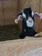 Country Aire Bed & Breakfast