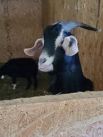 Country Aire Bed & Breakfast