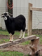 Country Aire Bed & Breakfast